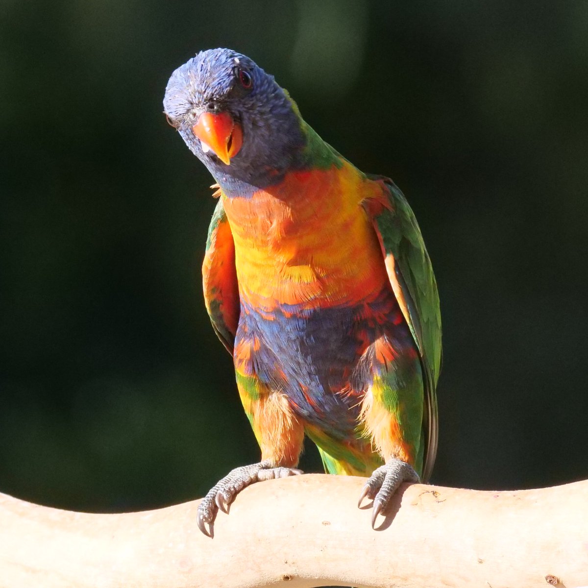 Check out the pants on this #rainbowlorikeet 🌈 #BirdsWithPantsOFF @_erikaroper @ParrotOfTheDay #ownpics #WildOz #BirdsWithPants