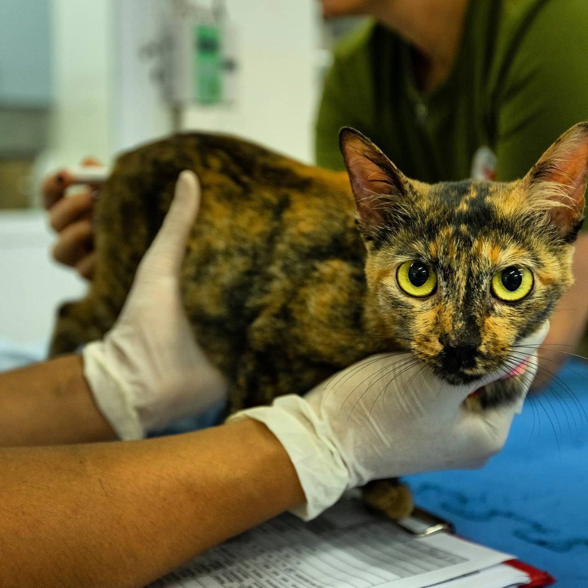 Binh was a last minute rescue. She was delivered for slaughter just hours after we had closed the facility and removed all the animals. But the restaurant owner immediately called our team and had her transported to join the other 20 rescued cats and 5 dogs. @vietnamcatwelfare.