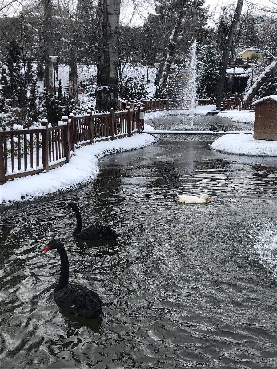 altanalkan's tweet image. Bir avuç huzur #kış #ankara #tunalıhilmi #kuğulupark #kuğu