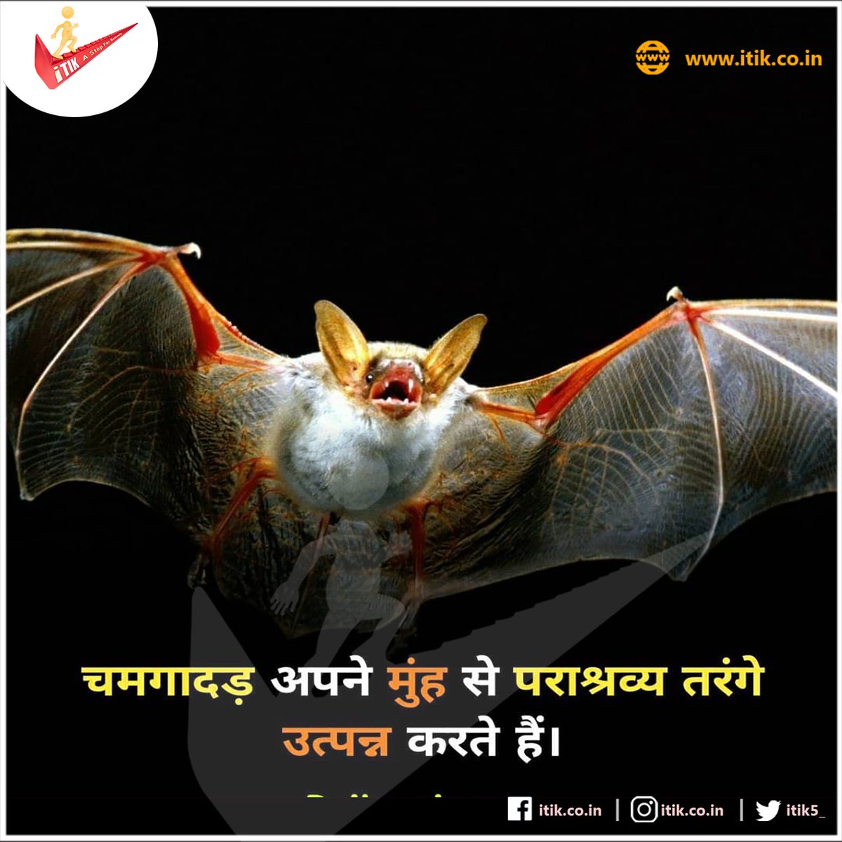 itik5_'s tweet photo. चमगादड़ अपने मुंह से पराश्रव्य तरंगें उत्पन्न करते है।
Bats generate parasitic waves from their mouths.
#bats #halloween #bat #batsofinstagram #wildlife #spooky #goth #art #gothic #notouchnorisk #batsofaustralia #batman #witch #nature @BatEveryHour @USFWS_WNS @Chandler_Bats https://t.co/fBK5GCc8Tz
