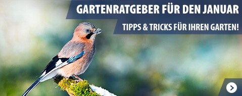 westfalia_de's tweet photo. 🐦Gartentipps für den Januar 🏡
➡️ Vogelfütterung im Winter
➡️ Frostschutz und Pflanzen im Garten überwintern
➡️ Aussaat und Anzucht im Haus uvm.
Hier finden Sie alle Gartentipps &amp; -tricks im kostenlosen Ratgeber ➡️ https://t.co/d2ak33tyZp

#Garten #Westfalia #Januar #Gartenvögel https://t.co/6tuG2TXUt7