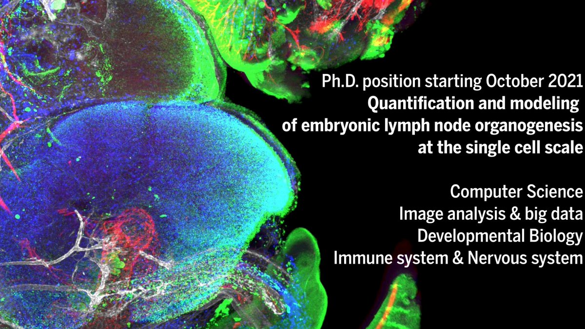 Guignard Lab (@guignardlab) on Twitter photo #PhDposition at the interface between #devbio and #CS w/@Serge_Marseille at <a href="/centuri_ls/">CENTURI - Turing Centre for Living Systems</a>. Quantifying & modeling lymph node formation with #ImageAnalysis and #MachineLearning.
Poster: bit.ly/3oZl8Xu
Offer: bit.ly/38Q4l3w
Apply: centuri-livingsystems.org/application-fo… #PhDposition at the interface between #devbio and #CS w/@Serge_Marseille at <a href="/centuri_ls/">CENTURI - Turing Centre for Living Systems</a>. Quantifying & modeling lymph node formation with #ImageAnalysis and #MachineLearning.
Poster: bit.ly/3oZl8Xu
Offer: bit.ly/38Q4l3w
Apply: centuri-livingsystems.org/application-fo…