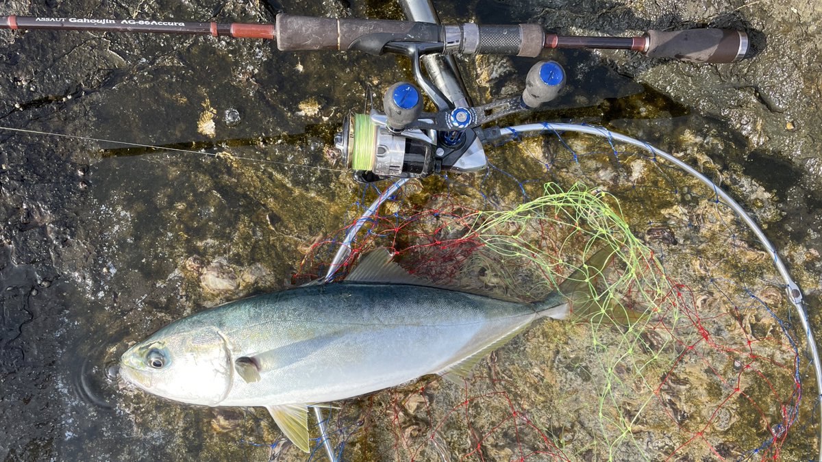釣りという残業 Youtube そういや昨日の釣果 グレが30前半と50位の出世魚 室戸 地磯 グレ ブリ 釣残