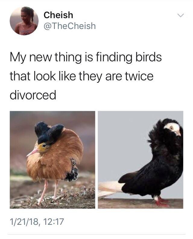 r/divorcedBirds is devoted to creating back stories for special birds, based on the iconic tweet  https://www.reddit.com/r/DivorcedBirds/