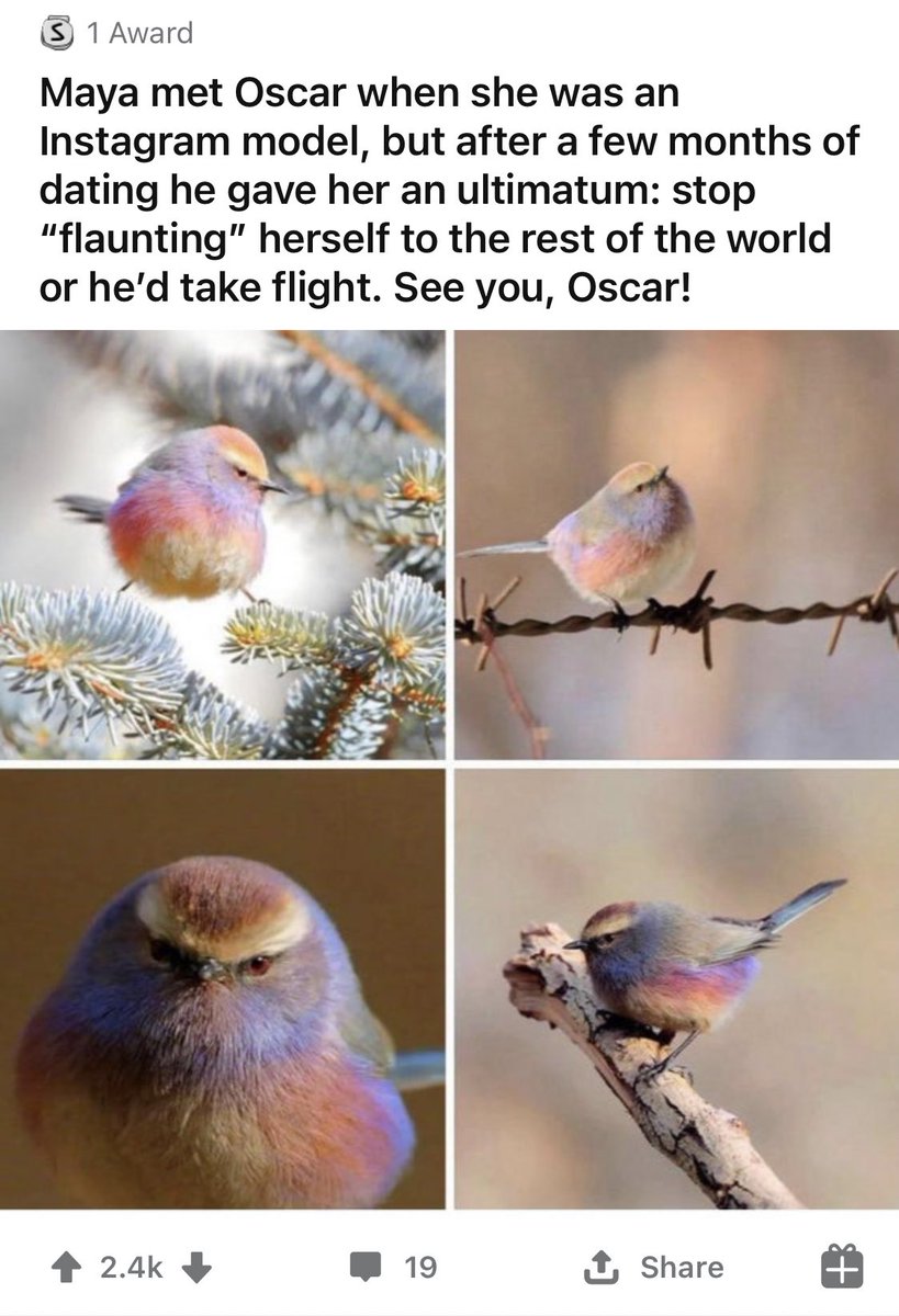 r/divorcedBirds is devoted to creating back stories for special birds, based on the iconic tweet  https://www.reddit.com/r/DivorcedBirds/