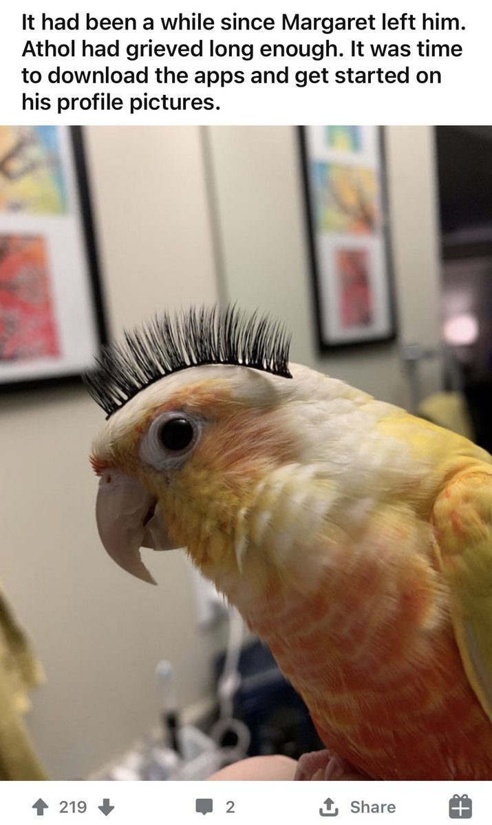 r/divorcedBirds is devoted to creating back stories for special birds, based on the iconic tweet  https://www.reddit.com/r/DivorcedBirds/