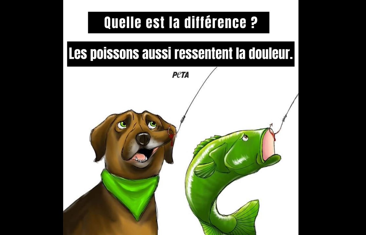 PETA_France's tweet image. Les poissons aussi peuvent ressentir la douleur. 

Laissons tous les animaux hors de nos assiettes : petafr.vg/224