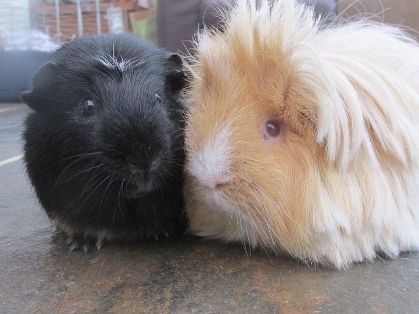 PaigeChelseaa's tweet photo. @PetsatHome Bertie and Ernie 💖 https://t.co/fvYvxESTV2