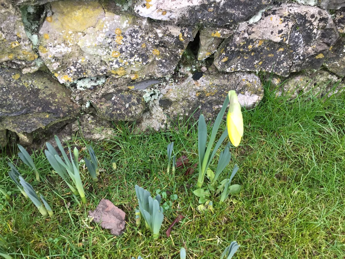 lyn_stowe's tweet photo. First daffodil in the garden, nature doesn’t stop https://t.co/Sg3cdUNuUm