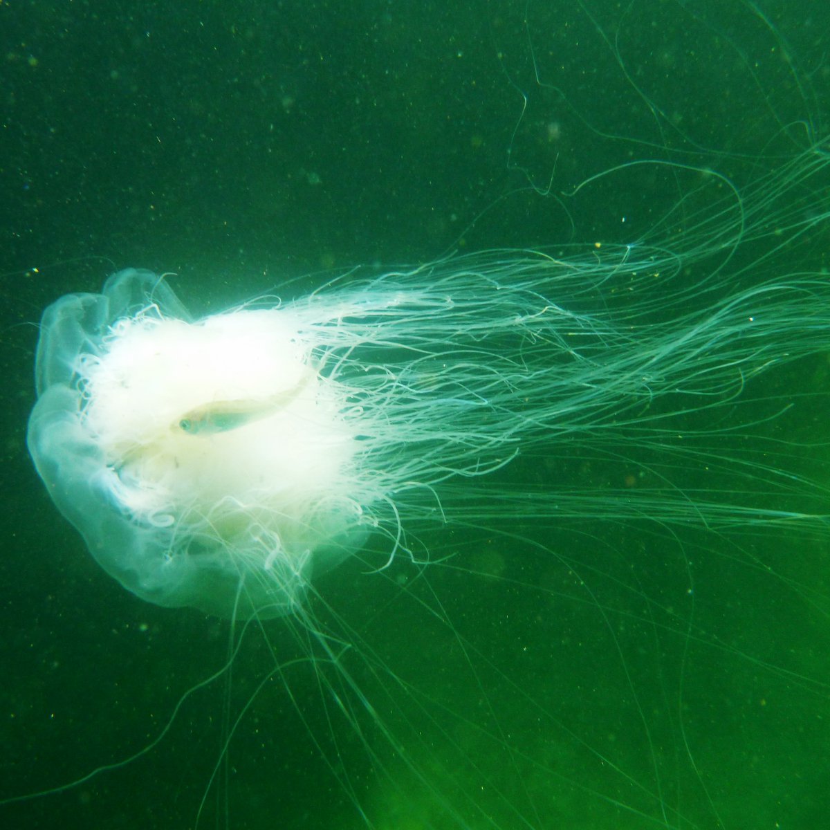MarineMicrobio's tweet photo. Beautiful #jellyfish – straight from the German Bight!
Jan Bruewer @JanUndHagen took these pictures last summer off #Helgoland, where he analysed samples for his #PhD.
https://t.co/qUqowRjrFu
https://t.co/O7CjORmkVj
#Cyanea #marinelife #marinescience #Qualle 🐟🌍🌊🏝️ https://t.co/o25saiw7Ah