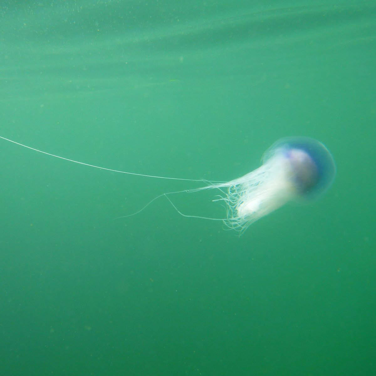 MarineMicrobio's tweet photo. Beautiful #jellyfish – straight from the German Bight!
Jan Bruewer @JanUndHagen took these pictures last summer off #Helgoland, where he analysed samples for his #PhD.
https://t.co/qUqowRjrFu
https://t.co/O7CjORmkVj
#Cyanea #marinelife #marinescience #Qualle 🐟🌍🌊🏝️ https://t.co/o25saiw7Ah