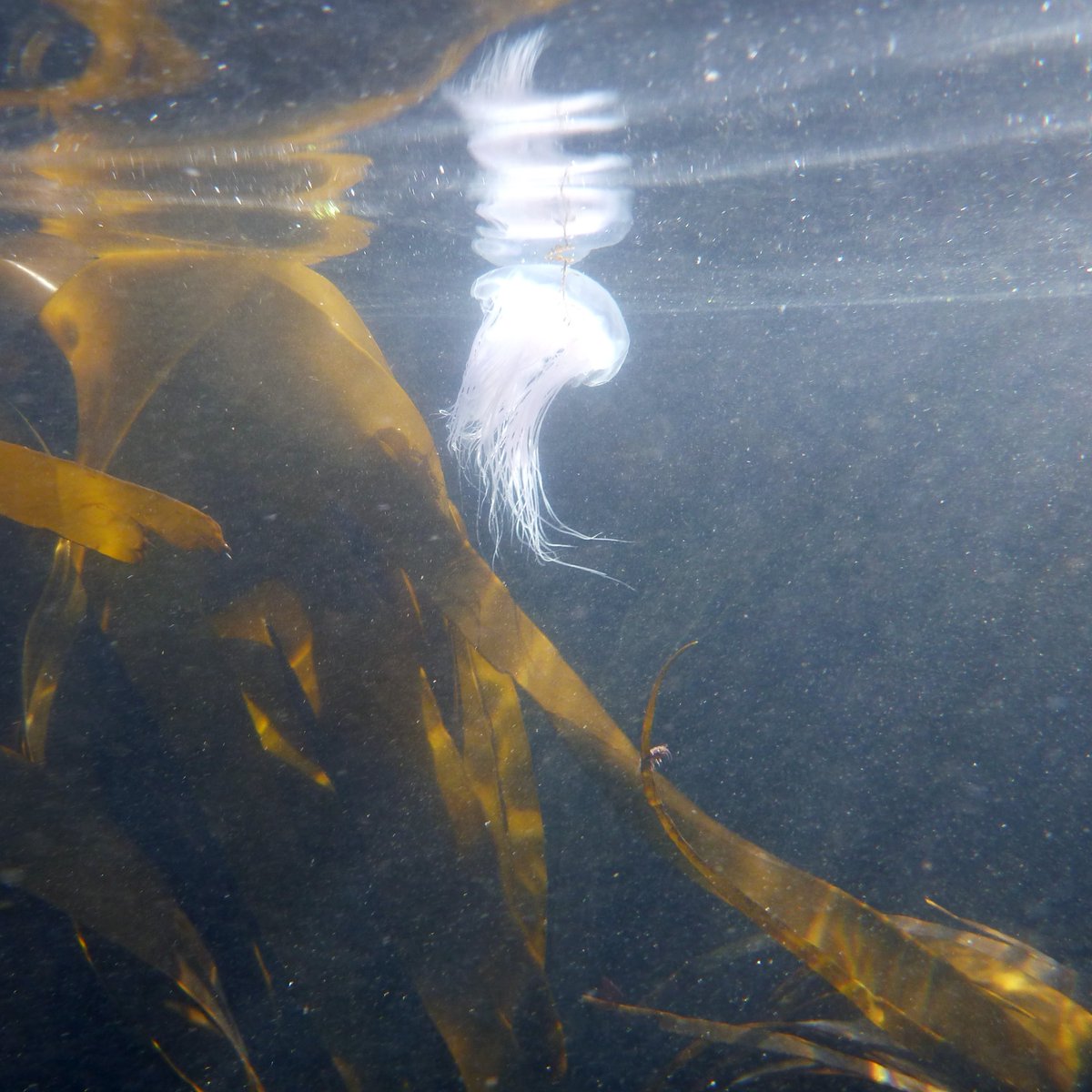 MarineMicrobio's tweet photo. Beautiful #jellyfish – straight from the German Bight!
Jan Bruewer @JanUndHagen took these pictures last summer off #Helgoland, where he analysed samples for his #PhD.
https://t.co/qUqowRjrFu
https://t.co/O7CjORmkVj
#Cyanea #marinelife #marinescience #Qualle 🐟🌍🌊🏝️ https://t.co/o25saiw7Ah