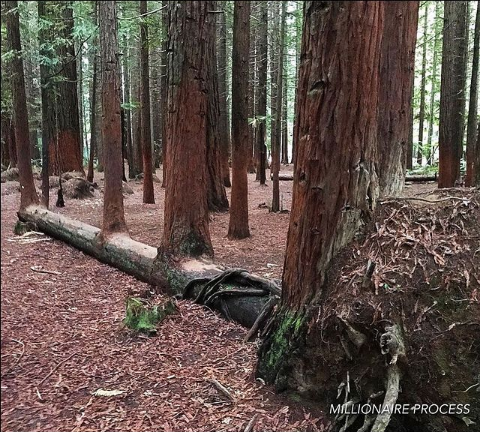 Erick_theplug's tweet photo. This fallen tree refused to DIE instead, grew for more trees out of itself.

This is what happens when you DON'T QUIT! https://t.co/ft1nqbMq03