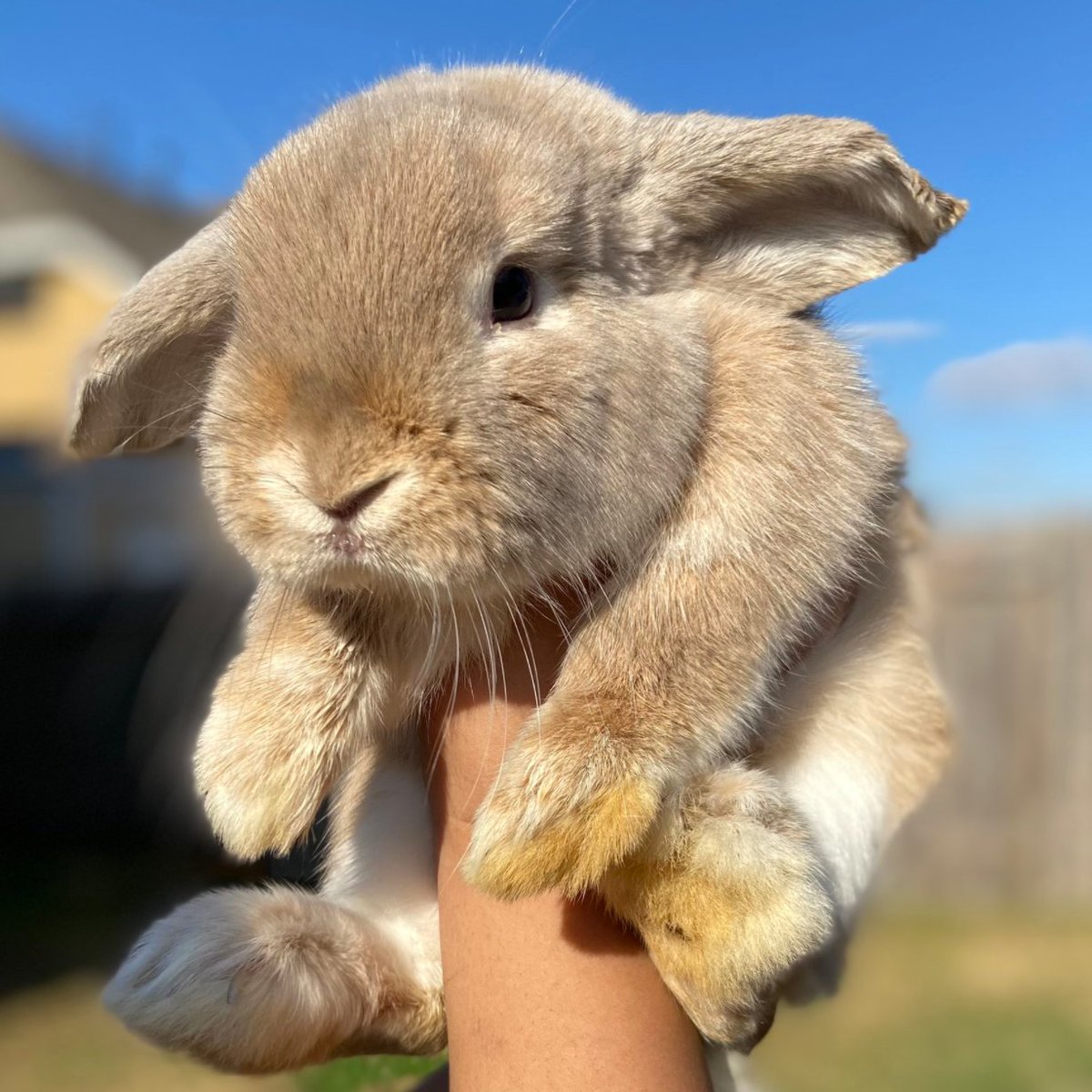 📅21st January 2021
🐰 Chubbs
🏷️ @liyahvi 
💕#animaloftheday