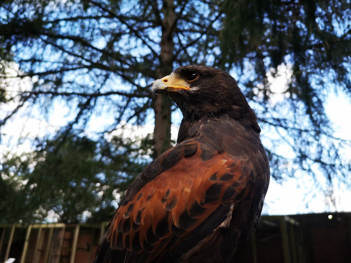 VNYorkshire's tweet photo. York Bird of Prey Centre, #Huby, near #Easingwold, North Yorkshire.

#BirdOfPrey #BirdsOfPrey #NorthYorkshire #MustSee #VisitWhenSafe 

@YorkBirdOfPrey @EasingwoldHotel @EasingwoldAdver @EasingwoldPub @EasingwoldMaize @newinneasingwld https://t.co/CbS4LMrsFs