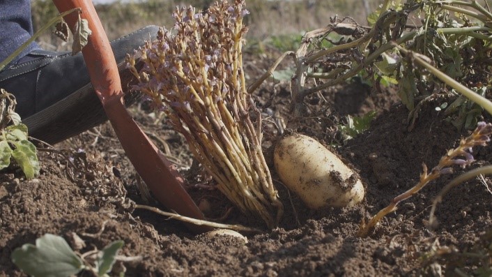 FAOLebanon's tweet photo. @FAO &amp; @MoaLebanon organized field days with potato farmers during the last harvesting season. Potato Integrated Management including reducing impact of the Orobanche weed was discussed. This is done in comparative plots in the Bekaa. Funded by @NorwayinLebanon #agriculture https://t.co/PzEG7fvlqi