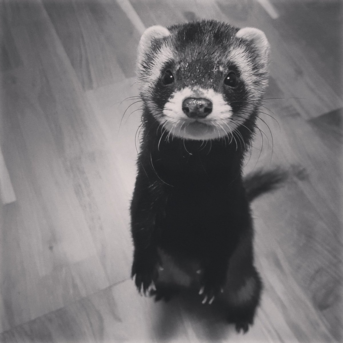 dewelina2's tweet photo. #R.I.P #tofik🐾❤️  #4yearsold #canser #willstayforever❤️ #inmemoris #loveyou #mylittle❤🐾❤ #miss #sad🥺😭 #pain 😭😭 https://t.co/ukBcgEJvtT