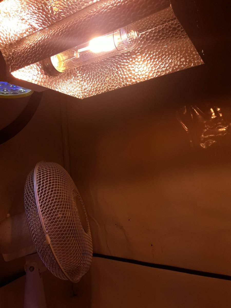 AdrycManellson's tweet photo. Y ahora Verde Mundo mirad las 6 #FairyWave #NuevosProyectos de mi Hada y @GreenbudSeeds, no la digáis nada, es celosa en su intimidad, junto a 4 #Loveless #LEC315Wts + #LED25Wts apoyo #RefBlanca pasada semana.
Recordad puso 6 y 6, que 2 #Loveless son #OutDoor #Competición 🤣.🧚‍♂️😎 https://t.co/SrKu4XPjkJ