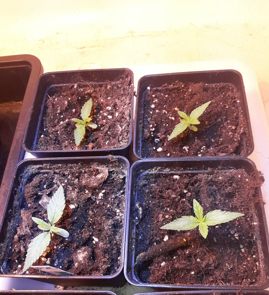 AdrycManellson's tweet photo. Y ahora Verde Mundo mirad las 6 #FairyWave #NuevosProyectos de mi Hada y @GreenbudSeeds, no la digáis nada, es celosa en su intimidad, junto a 4 #Loveless #LEC315Wts + #LED25Wts apoyo #RefBlanca pasada semana.
Recordad puso 6 y 6, que 2 #Loveless son #OutDoor #Competición 🤣.🧚‍♂️😎 https://t.co/SrKu4XPjkJ