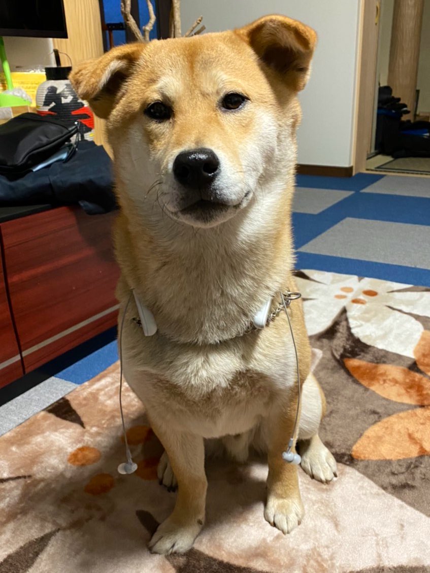 تويتر 柴犬天征 空征على تويتر 不機嫌か 笑https T Co Isej1ag9ff