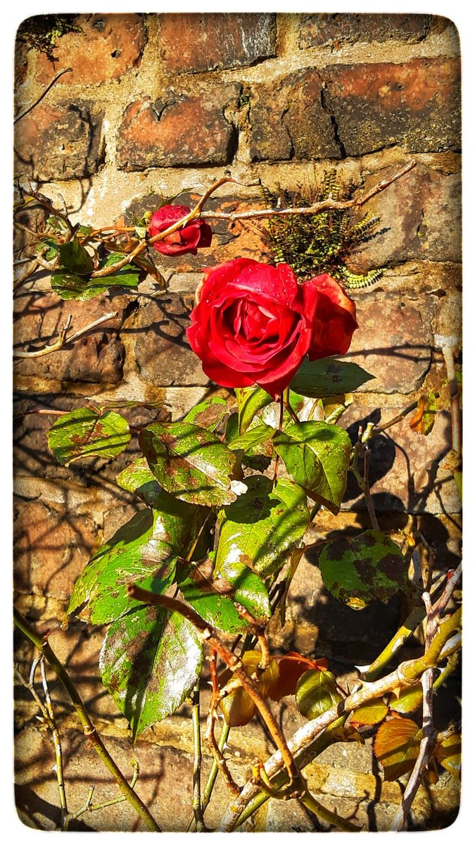 rangers_na's tweet photo. January can be tough but getting out to #WalkOnceADay has helped me. 
I assumed this rose was delicate but I was wrong, it was flourishing in the low temperatures outwith its comfort zone, a bit like us. Be kind to yourself #MentalHealthAwareness @North_Ayrshire @NAHSCP https://t.co/PluKHJcIzF