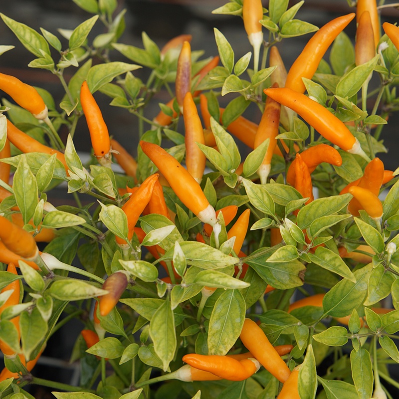 New for 2021, Pepper (Chilli) Mardi Gras produces great crops of fiery, slender chillies that ripen to unusual shades of peach and orange.

Ideal for patio containers, it can produce rewarding crops outdoors as well as indoors 🌶️
mr-fothergills.co.uk/Vegetable-Seed…
