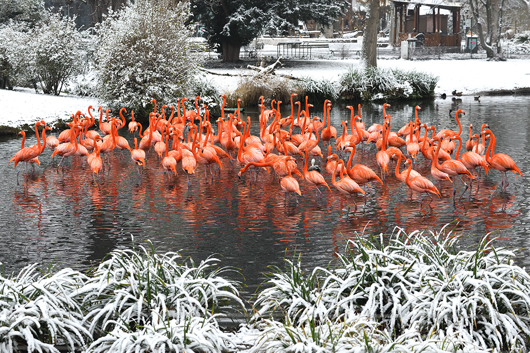 Wir wollen Euch ablenken: Mit Flamingos im Schnee.