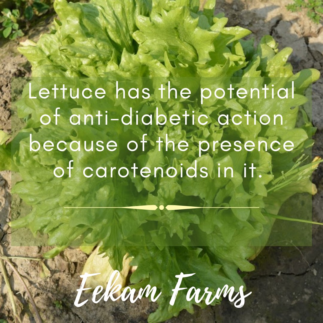 EekamFarms's tweet photo. Lett...uce be thankful for Lettuce! 
Let us know your thoughts or your favorite salad recipe on lettuce with us.
#lettuce #lettucesalad #knowyourfood #interesting #funfacts #facts #healthyfood #healthyvegetables #saladrecipe #naturallygrownfood #organic #organicfood https://t.co/y71i8J8vQB