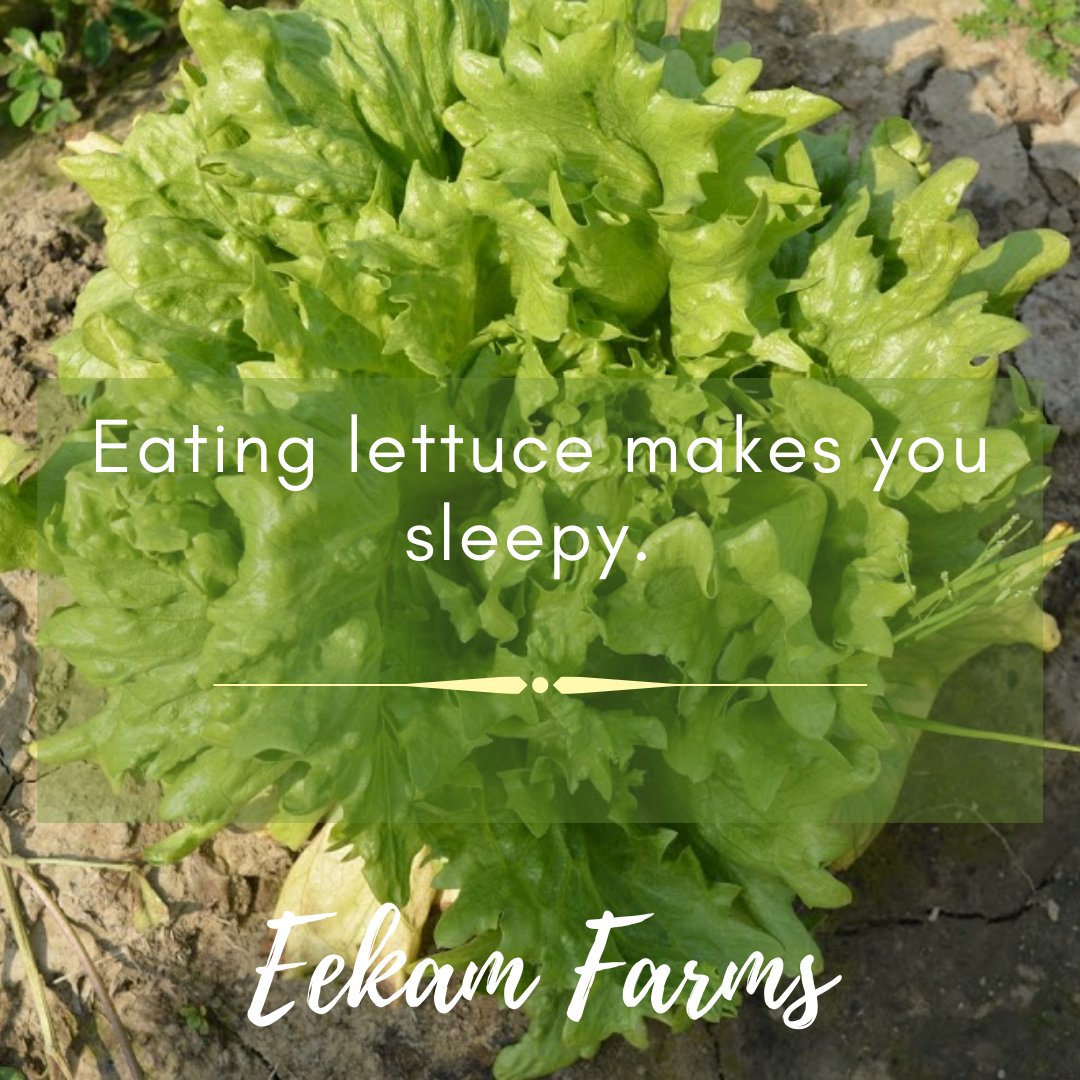 EekamFarms's tweet photo. Lett...uce be thankful for Lettuce! 
Let us know your thoughts or your favorite salad recipe on lettuce with us.
#lettuce #lettucesalad #knowyourfood #interesting #funfacts #facts #healthyfood #healthyvegetables #saladrecipe #naturallygrownfood #organic #organicfood https://t.co/y71i8J8vQB
