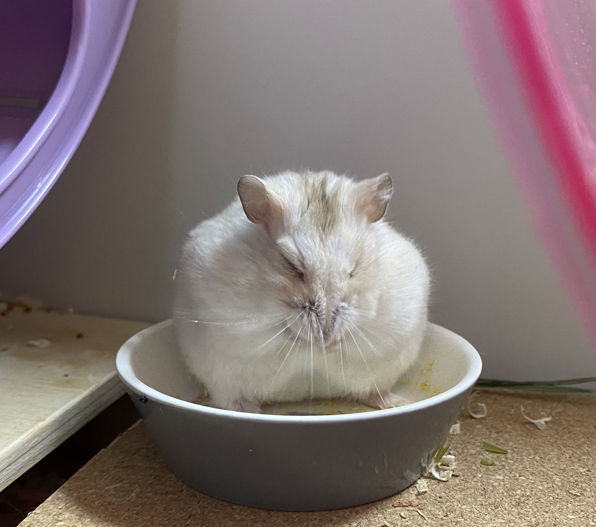 이유식 싹싹 긁어먹더니 그릇위에서 바로졸기
이봐 식곤찍.... 그러고 자지마 귀여워