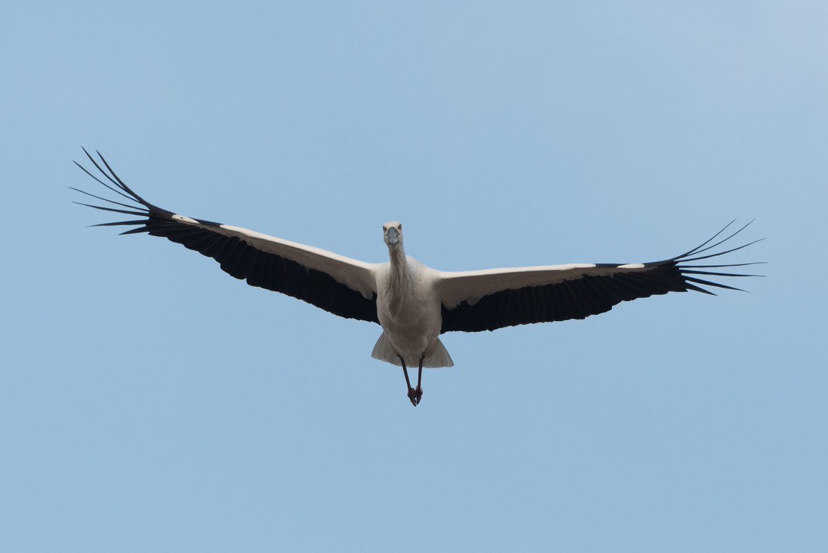 コウノトリを観察しているつもりが観察されていたときの写真 がこちらです 怖 獲物を狙う目 Togetter