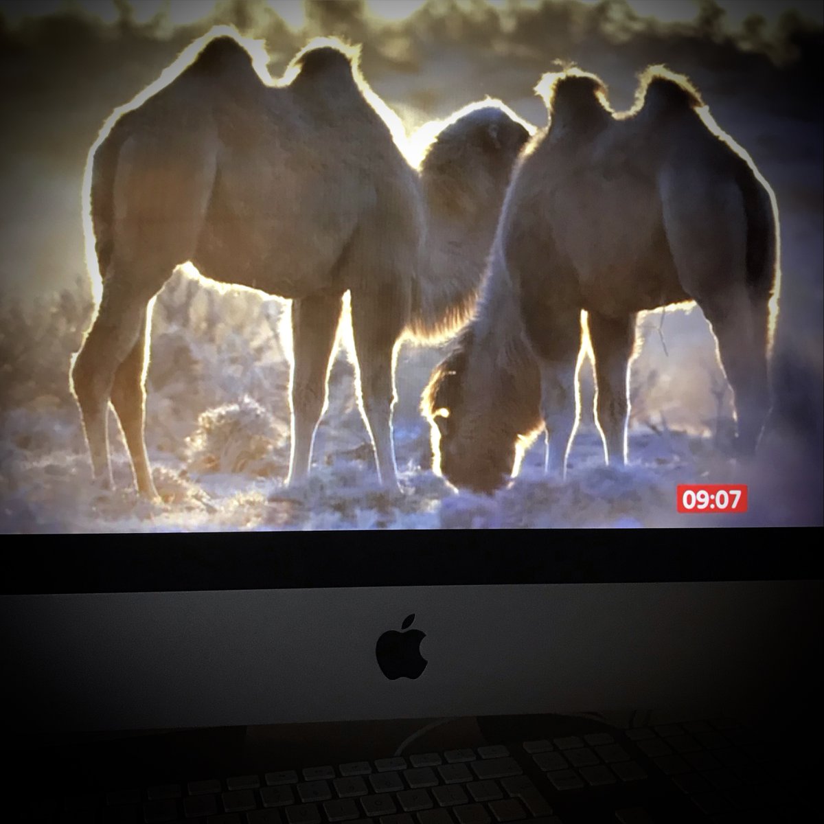 Great coverage for WILD CAMEL PROTECTION FOUNDATION on BBC News this morning with Kate Humble! WCPF featured in Episode 3 of David Attenborough's PERFECT PLANET last night. Join us for John's Explorer Talk on 27 April! 
#discover #research #conserve #wildcamels #BBCBreakfast
