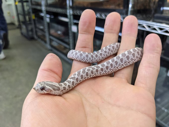 ペポニ みなと店さん の最近のツイート 4 Whotwi グラフィカルtwitter分析