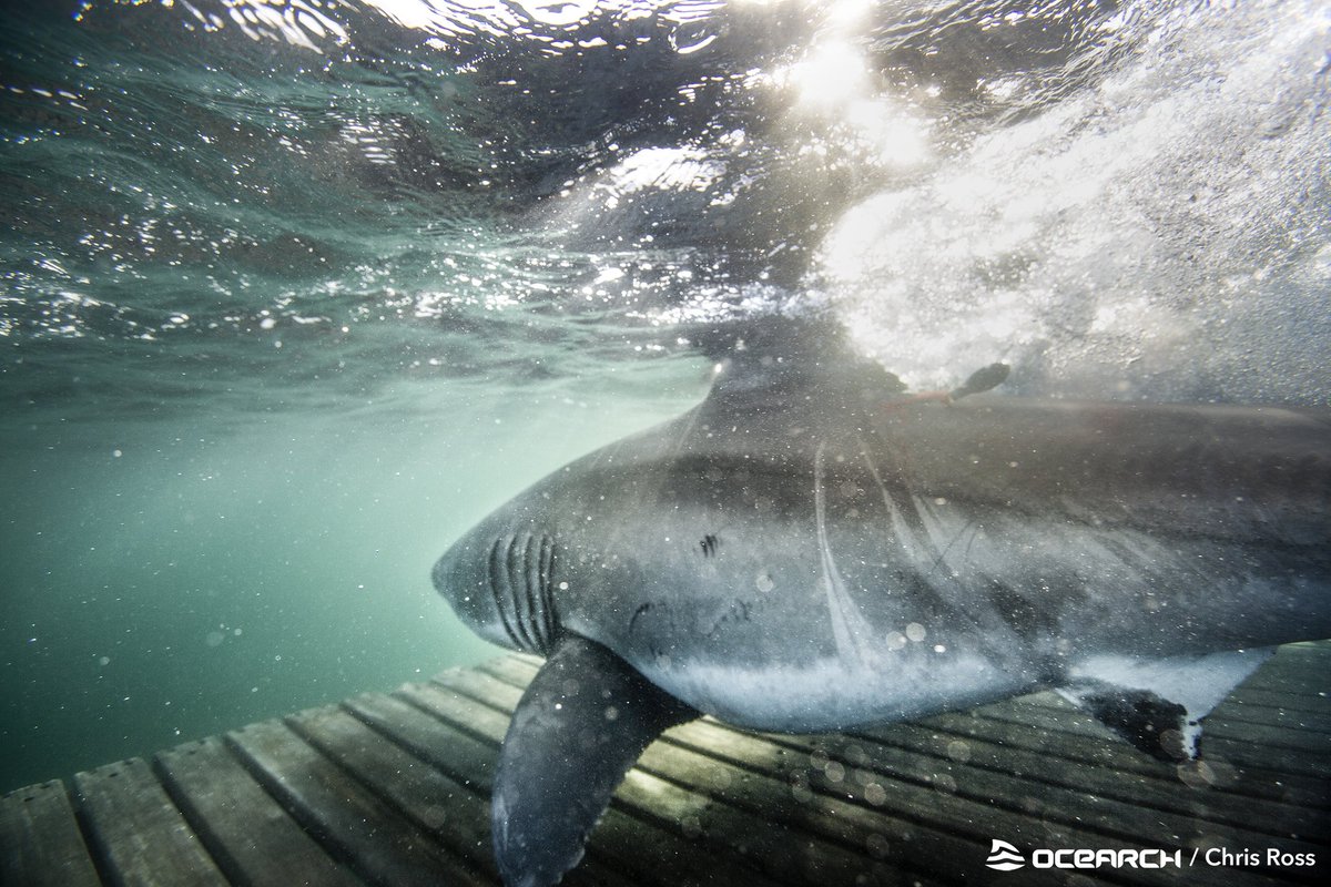 SharkMontauk's tweet photo. Let's talk about - White Sharks SOUTH of Miami! Brunswick is just W of the Bahamas. Acadia is off of North Key Largo, Ironbound is approaching @DryTortugasNPS, and Hirtle is just a little farther W! Unama'ki was here in November. AND Edithe is off of Pensacola, FL 😍🦈🗺️ https://t.co/eqjathmxe4