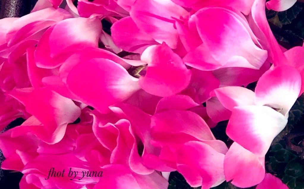 Hashtag ﾍﾞｺﾞﾆｱ Na Twitteri