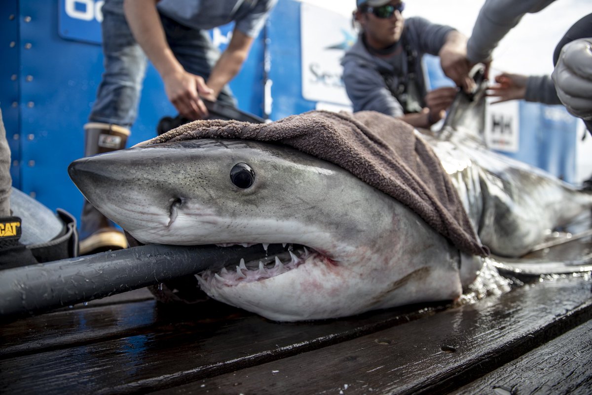 SharkMontauk's tweet photo. Let's talk about - White Sharks SOUTH of Miami! Brunswick is just W of the Bahamas. Acadia is off of North Key Largo, Ironbound is approaching @DryTortugasNPS, and Hirtle is just a little farther W! Unama'ki was here in November. AND Edithe is off of Pensacola, FL 😍🦈🗺️ https://t.co/eqjathmxe4