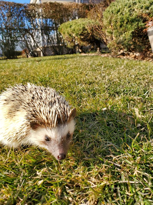 Hedgie pics to brighten your day 🦔 https://t.co/9Ua5kBt331<a href="/tag/sexworkiswork"class="tags"><span>#sexworkiswork</span></a>