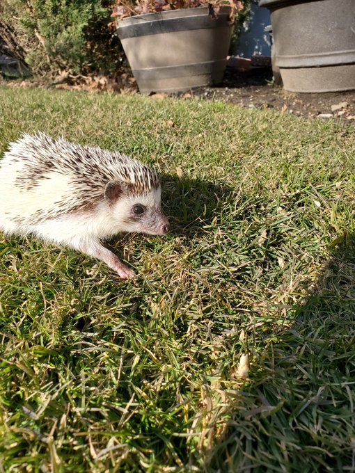 Hedgie pics to brighten your day 🦔 https://t.co/9Ua5kBt331<a href="/tag/sexworkiswork"class="tags"><span>#sexworkiswork</span></a>