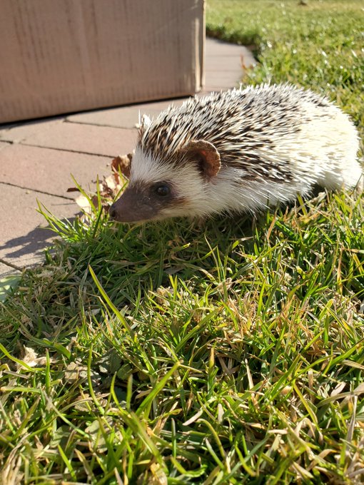 Hedgie pics to brighten your day 🦔 https://t.co/9Ua5kBt331<a href="/tag/sexworkiswork"class="tags"><span>#sexworkiswork</span></a>