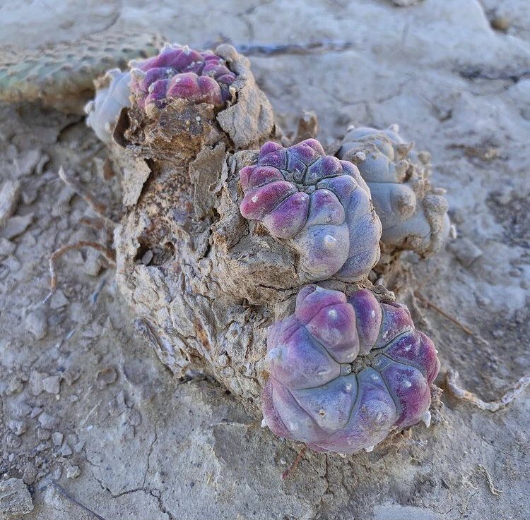 EntheogenicC's tweet photo. Photo: lalophophora (Instagram) https://t.co/NbLGv2FjJj