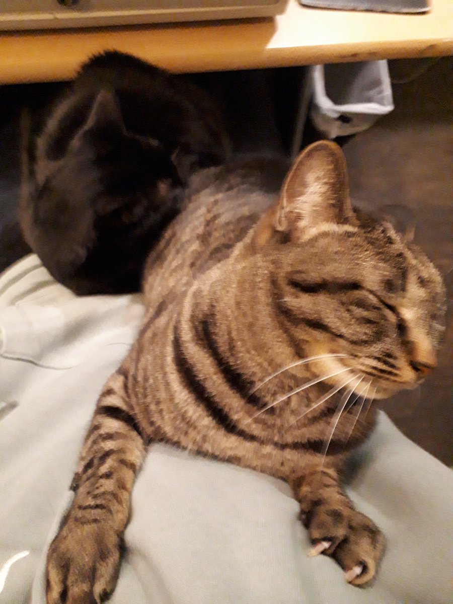 ট ইট র 猫と過ごすバリ風民宿meong楽宿白浜店 ブレがすごいですが 密度もすごい