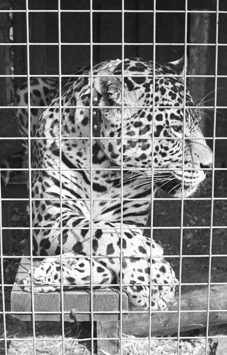 Mike Huskisson tweet media