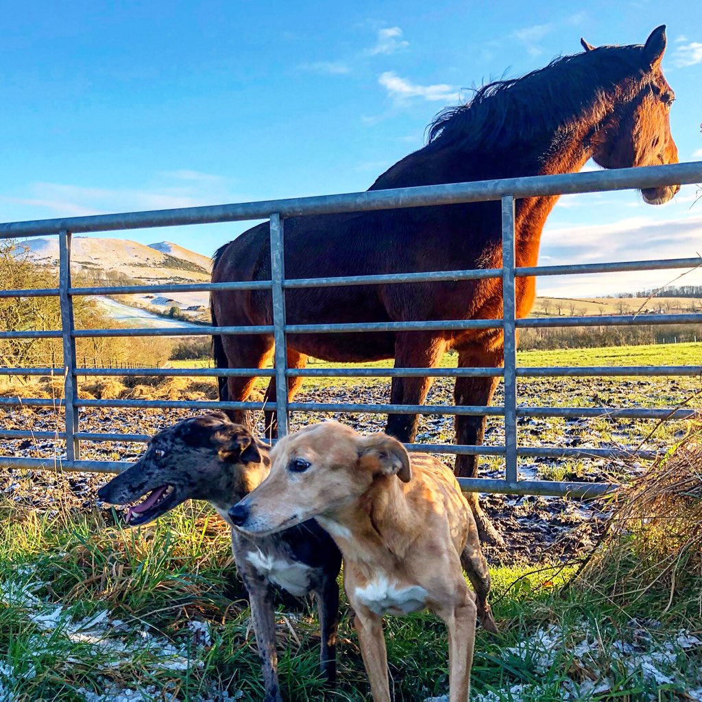 lurcherwork's tweet photo. #lurcher #dog #workingdogs #huntingdogs #sportingdogs #hunting #workinglurchers #horse #equine #equestrian #lurcherwork #runningdogs #sighthounds #gazehounds #rabbitdogs #keephunting #merle #countrylife https://t.co/jOAMe6bnsr