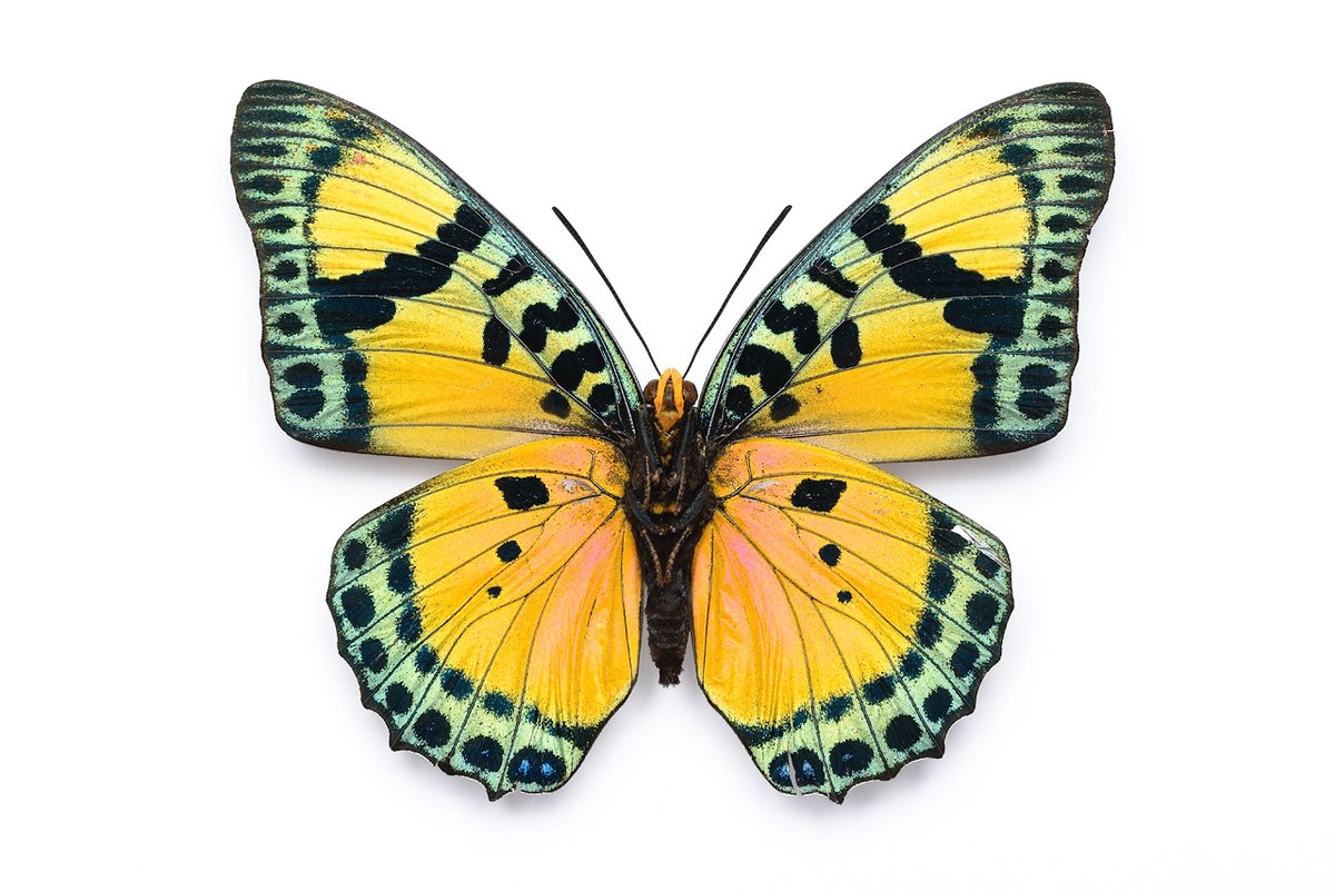 フルニエフタオ Charaxes fournierae、亜種 ssp. jolybouyeri のメス