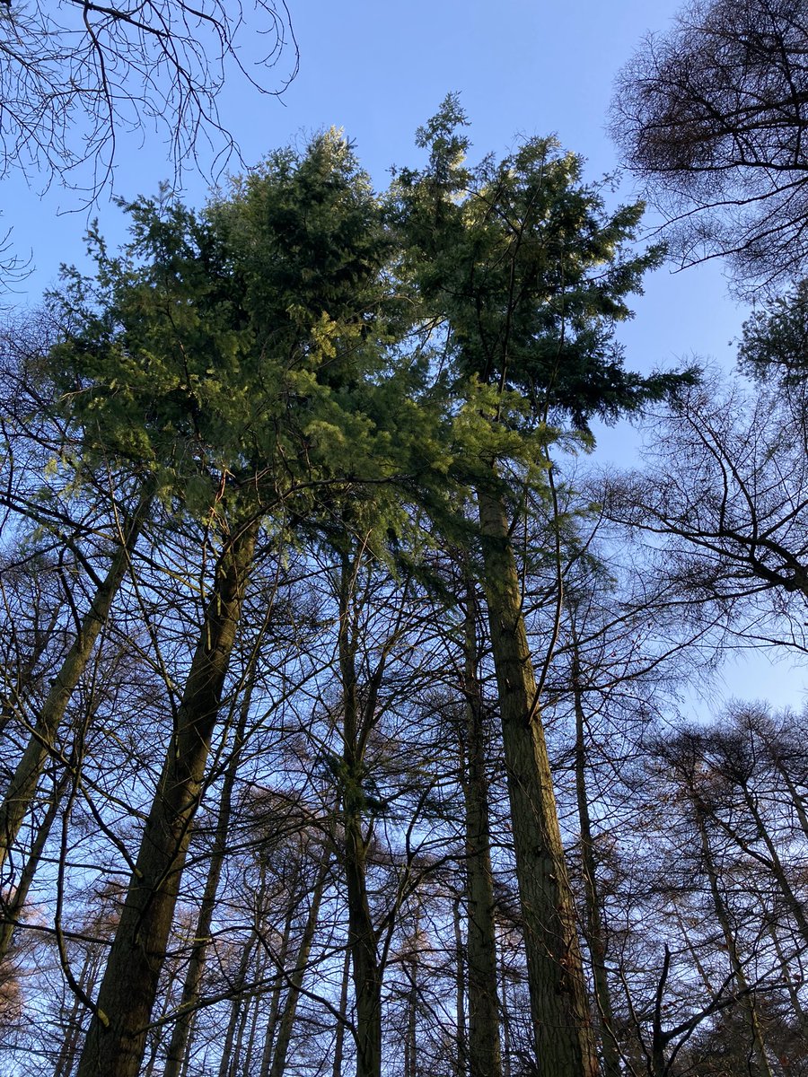 adelebing's tweet photo. .
Lovely walk up here at Middle Hill yesterday - signs of Spring’s approach and the return of the ☀️
#middlehill #middlehillbroadway #middlehillhouse #broadwayvillage #cotswolds #cotswoldlife #villagelife #lovewhereyoulive #signsofspring #imbolcapproaches https://t.co/zkSNlxDwXV