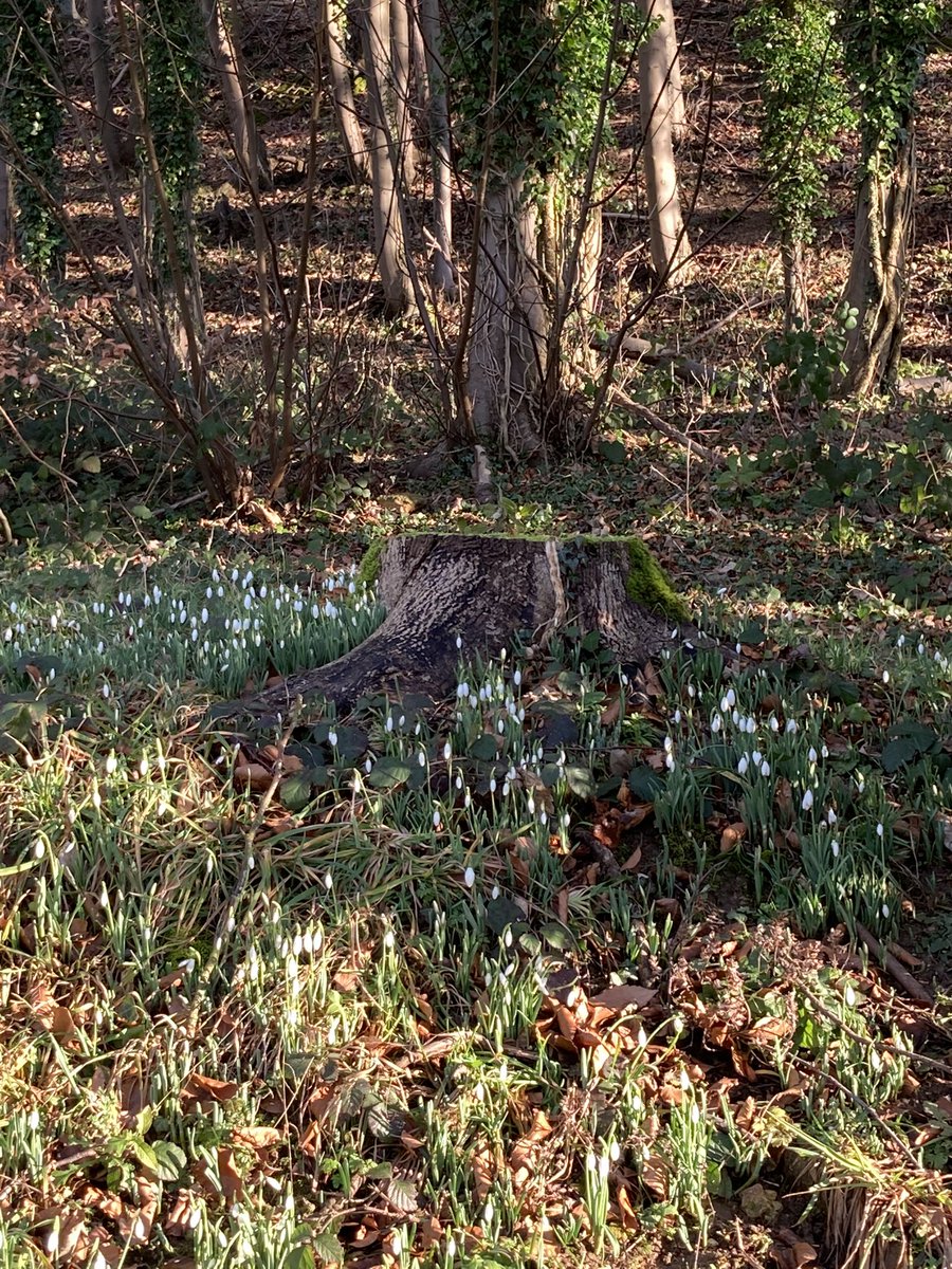 adelebing's tweet photo. .
Lovely walk up here at Middle Hill yesterday - signs of Spring’s approach and the return of the ☀️
#middlehill #middlehillbroadway #middlehillhouse #broadwayvillage #cotswolds #cotswoldlife #villagelife #lovewhereyoulive #signsofspring #imbolcapproaches https://t.co/zkSNlxDwXV
