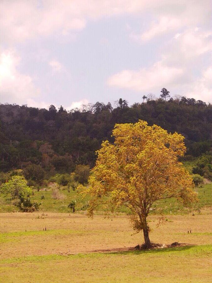 aMrazing's tweet photo. Etapi ya, Alas Purwo beneran cakep no play play. Dari pantai, savana, sampai banteng jawa dan rusa ada semua. Kalo refilled by satan-nya, aku gak tau 🤡 https://t.co/4J5s5nguWG