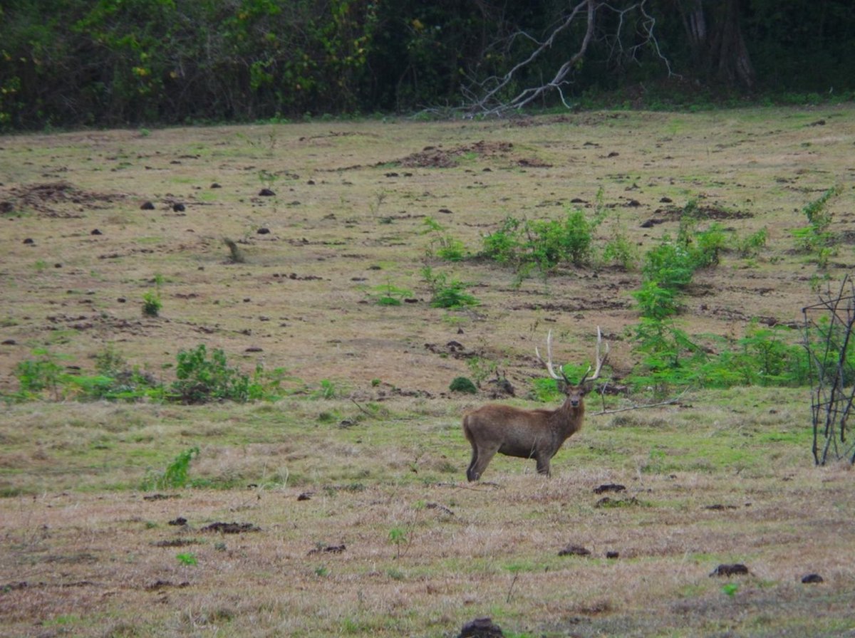 aMrazing's tweet photo. Etapi ya, Alas Purwo beneran cakep no play play. Dari pantai, savana, sampai banteng jawa dan rusa ada semua. Kalo refilled by satan-nya, aku gak tau 🤡 https://t.co/4J5s5nguWG