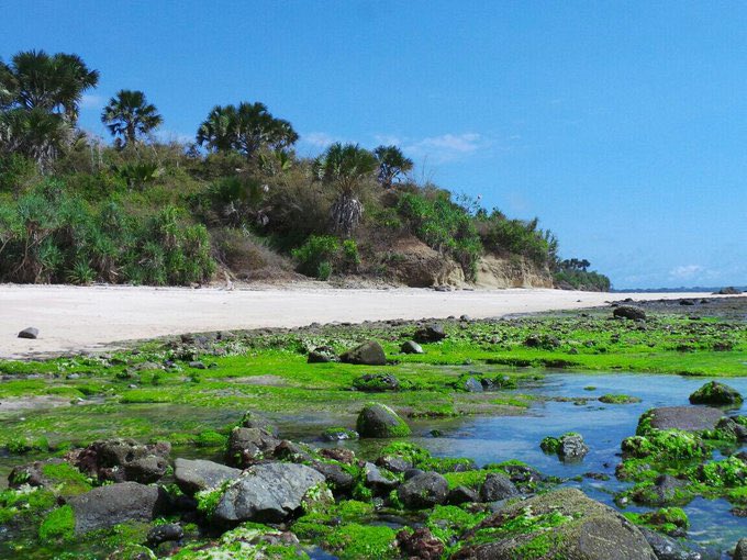 aMrazing's tweet photo. Etapi ya, Alas Purwo beneran cakep no play play. Dari pantai, savana, sampai banteng jawa dan rusa ada semua. Kalo refilled by satan-nya, aku gak tau 🤡 https://t.co/4J5s5nguWG