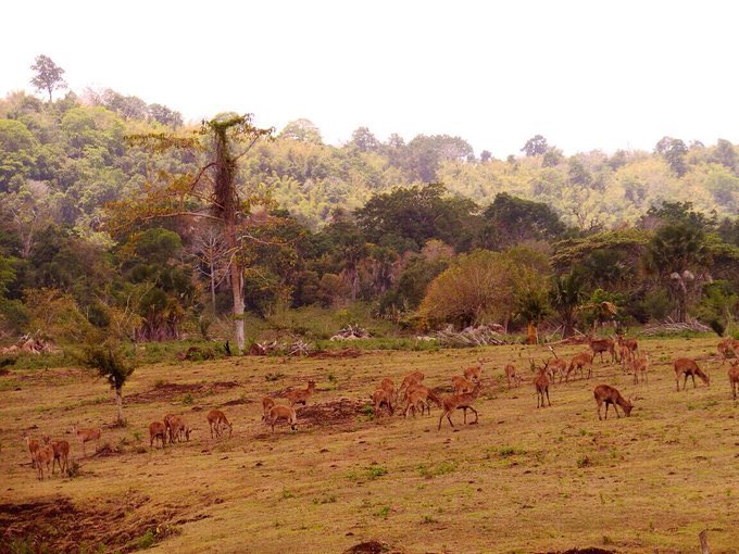 aMrazing's tweet photo. Etapi ya, Alas Purwo beneran cakep no play play. Dari pantai, savana, sampai banteng jawa dan rusa ada semua. Kalo refilled by satan-nya, aku gak tau 🤡 https://t.co/4J5s5nguWG